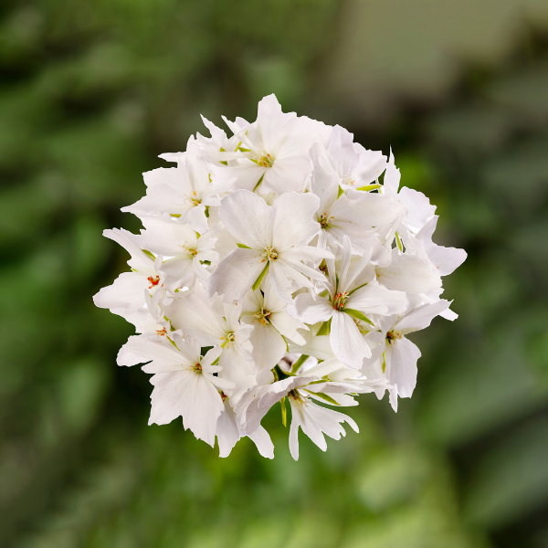 Geranium Zonal pelargonium zonale 'Starry Pure White'