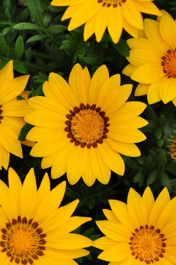 Gazania rigens 'New Day Yellow Improved'