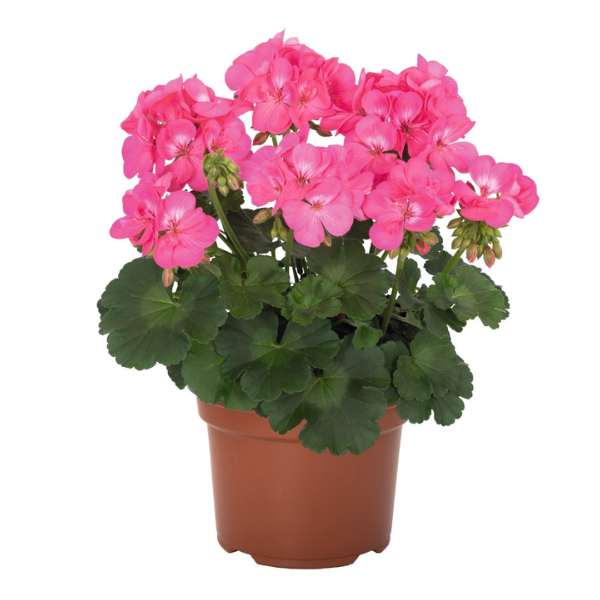 Geranium Hybrid 'Santana Pink'
