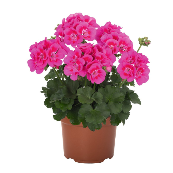 Geranium Hybrid 'Santana Pink Splash'