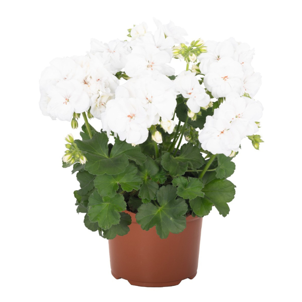 Geranium Hybrid 'Santana White'