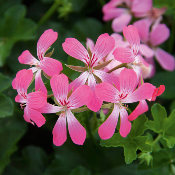 Geranium Ivy pelargonium peltatum 'Balcon Ivy Ice Dance Pink'