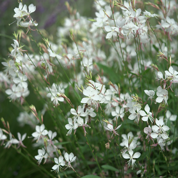 Gaura lindheimeri 'Belleza Early White'