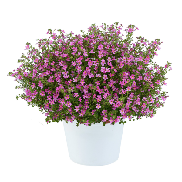 Jamesbrittenia sutera cordata 'Stardom Pink'