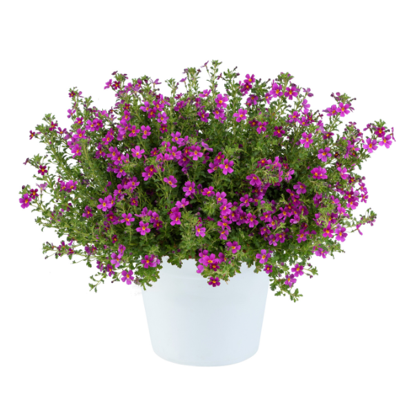 Jamesbrittenia sutera cordata 'Stardom Purple'