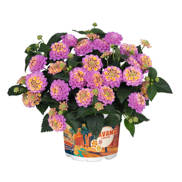 Lantana camara 'Heartland Blue Moon'