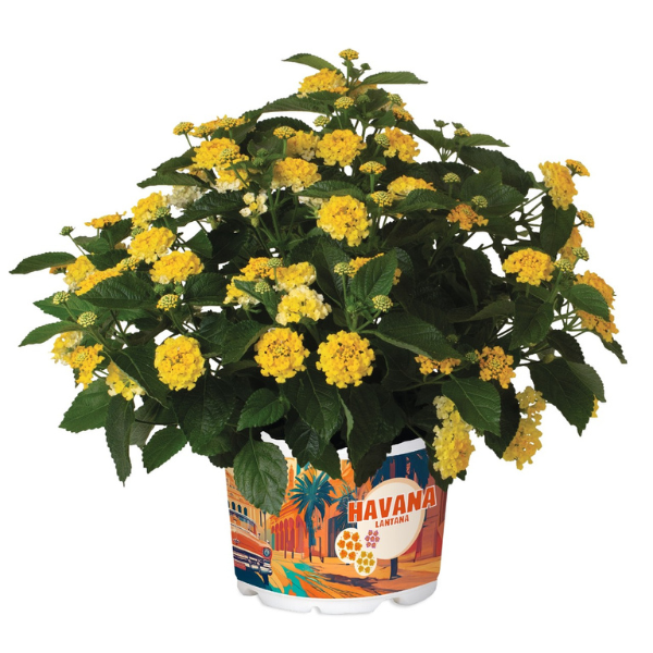 Lantana camara 'Heartland Citrus'