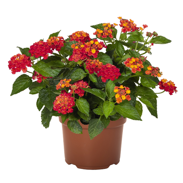 Lantana camara 'Heartland Really Red'