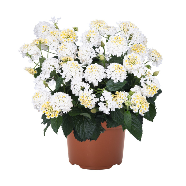 Lantana camara 'Heartland White'