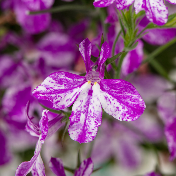 Lobelia hybrid 'Rift Purple'