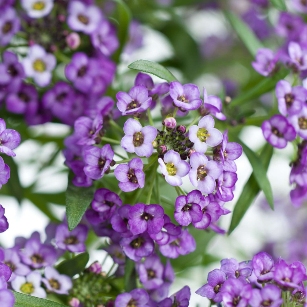 Lobularia hybrida 'Stream Lavender'