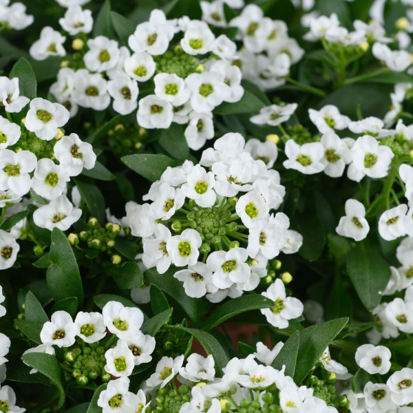 Lobularia hybrida 'Stream Compact White'