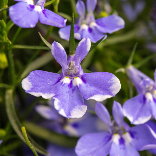 Lobelia hybrid 'Stratus Blue'