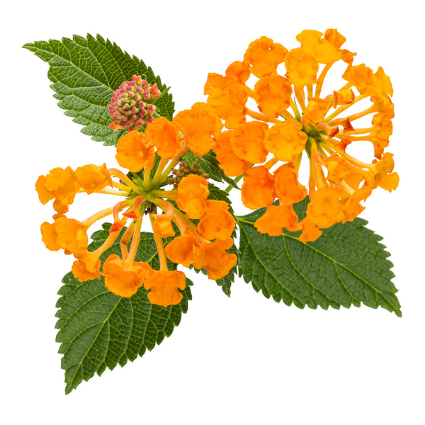 Lantana camara 'Luscious Marmalade'