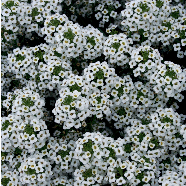 Lobularia hybrid 'Snow Princess'