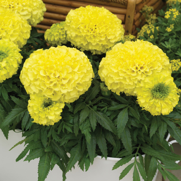 Marigold tagetes erecta 'Antigua Primrose'