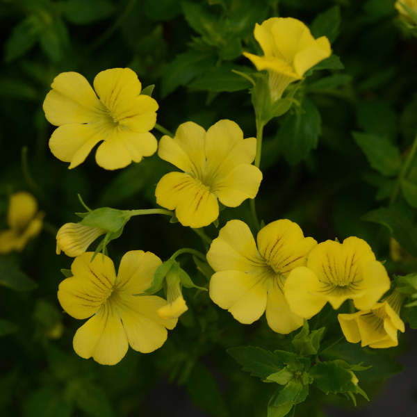 Mecardonia hybrida 'Mecardonia Little Sunshine'