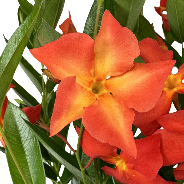 Mandevilla hybrida 'Sun Parasol Fired Up Orange'