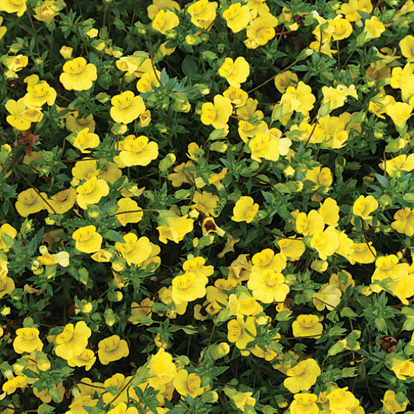 Mecardonia hybrida 'Mecardonia GoldDust'