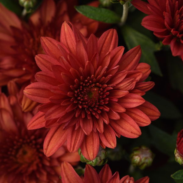 Mum chrysanthemum x morifolium 'Cranbury Red'