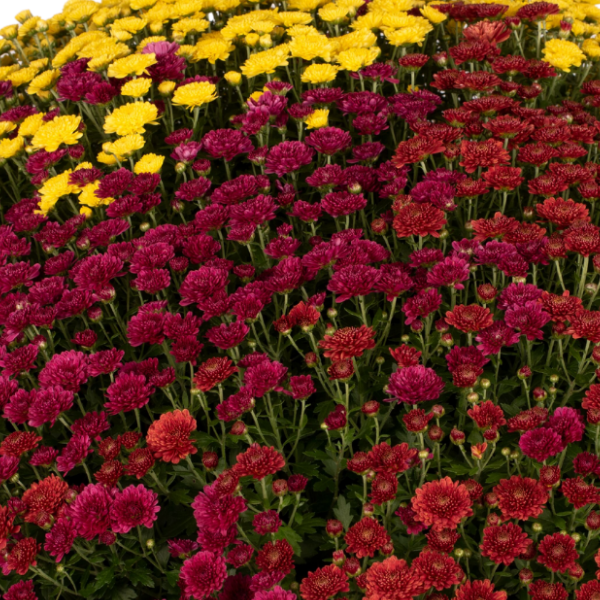 Mum Combo 'Combo#38'