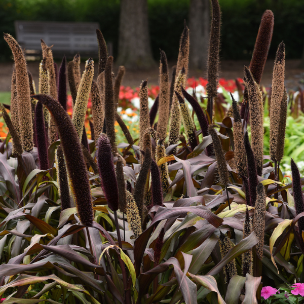 Millet panicum miliaceum 'Copper Prince'
