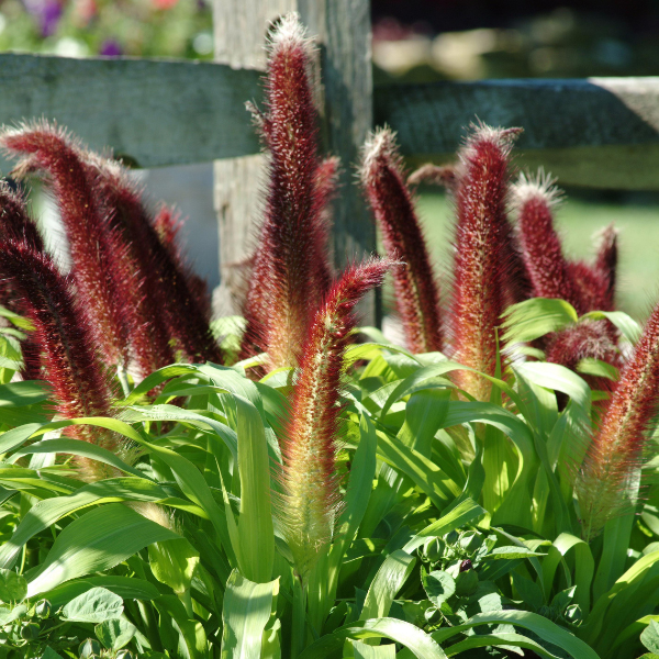 Millet panicum miliaceum 'Jade Princess'