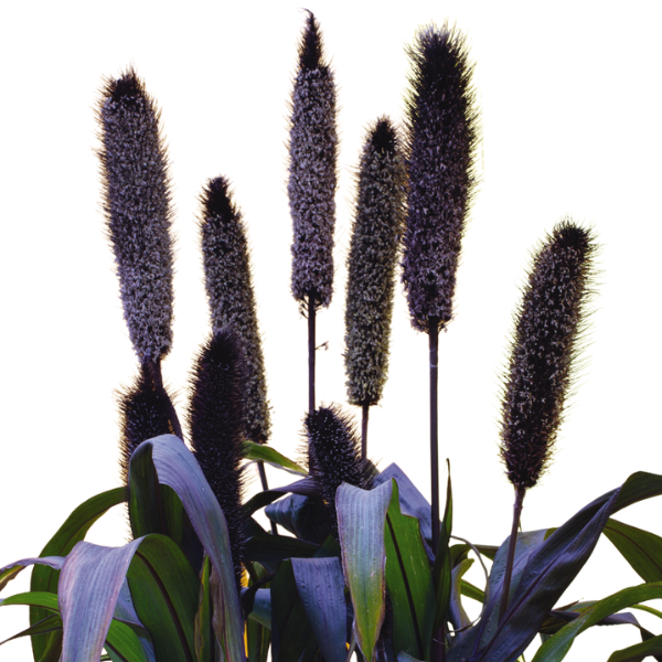 Millet panicum miliaceum 'Purple Baron'