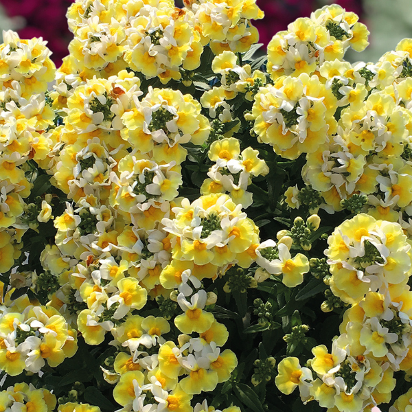 Nemesia hybrida 'Escential Banana Split'