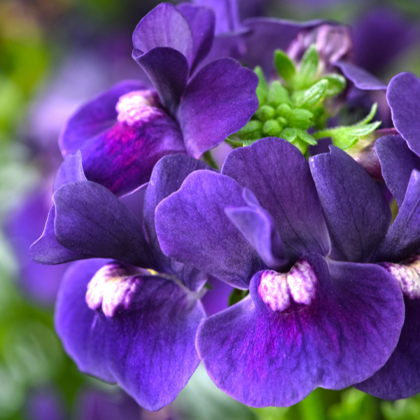 Nemesia hybrida 'Escential Blackberry'