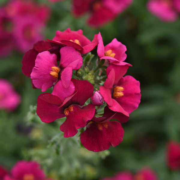Nemesia fruticans 'Whimsy Deep Rose'