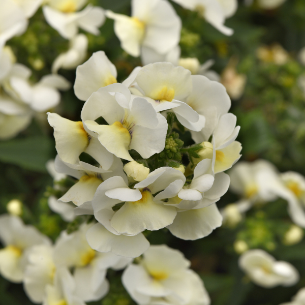 Nemesia fruticans 'Whimsy White'