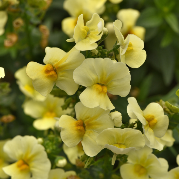 Nemesia fruticans 'Whimsy Yellow'