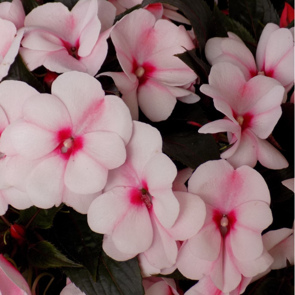 New Guinea impatiens hawkerii 'Petticoat Cherry Blossom'
