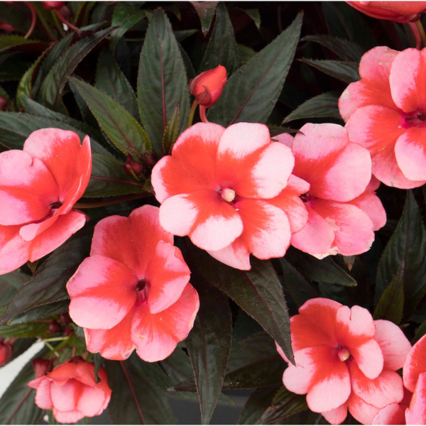 New Guinea impatiens hawkerii 'Petticoat Cherry Star'