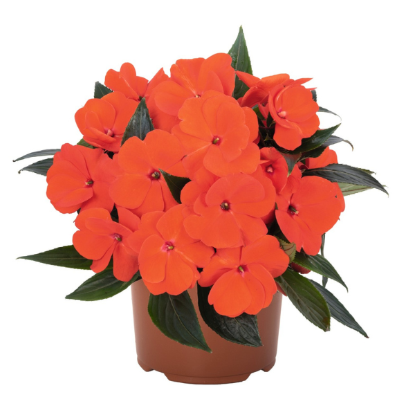 New Guinea impatiens hawkerii 'Petticoat Fire 2022'
