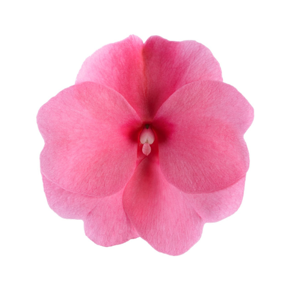 New Guinea impatiens hawkerii 'Petticoat Pink'