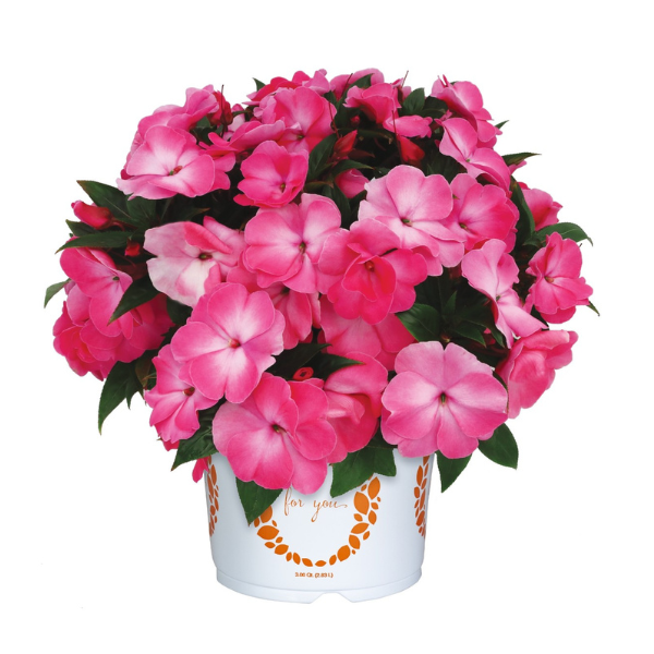 New Guinea impatiens hawkerii 'Petticoat Pink Berry Pie'