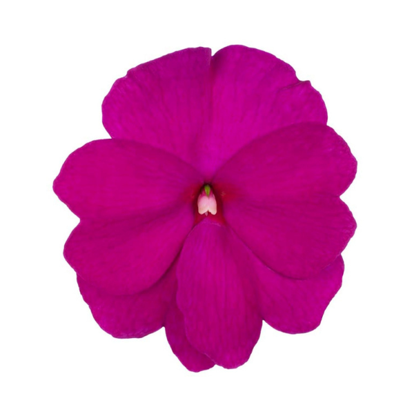 New Guinea impatiens hawkerii 'Petticoat Purple'