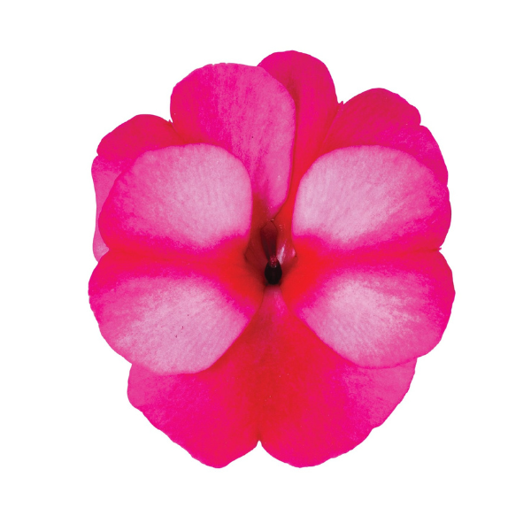New Guinea impatiens hawkerii 'Petticoat Purple Star'
