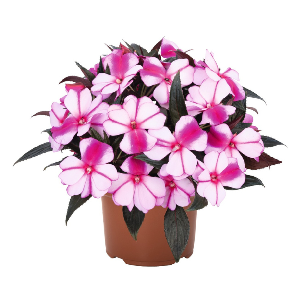 New Guinea impatiens hawkerii 'Petticoat Violet Star'