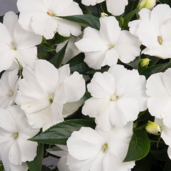 New Guinea impatiens hawkerii 'Petticoat White'