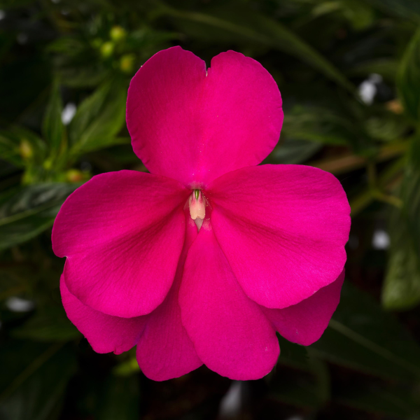 New Guinea impatiens hawkerii 'Spectra Magenta'