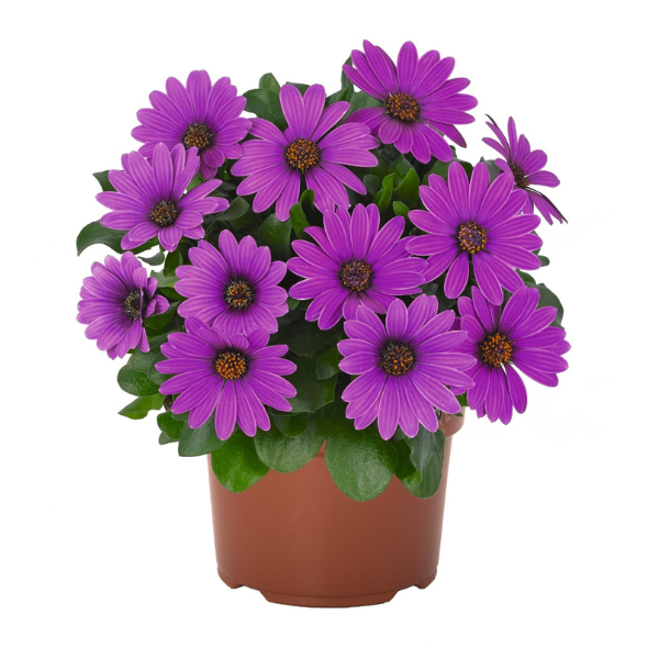 Osteospermum ecklonis 'Margarita Dark Lilac'
