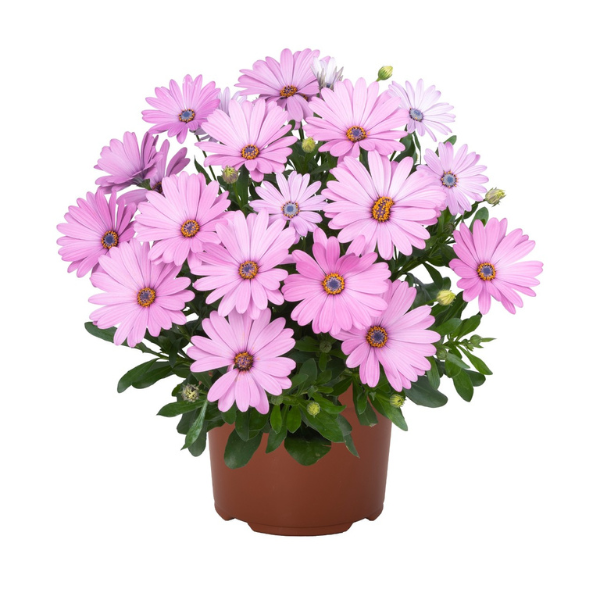 Osteospermum ecklonis 'Margarita Plus Pink'
