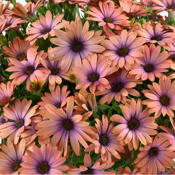 Osteospermum ecklonis 'Osticade Aurora'