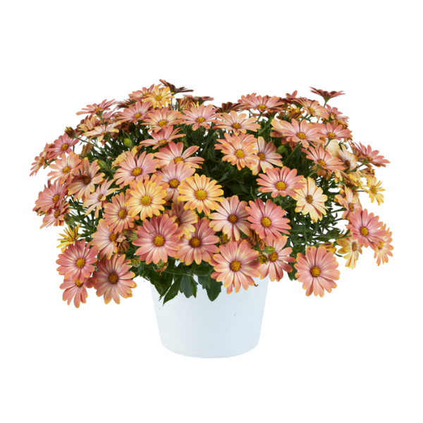 Osteospermum ecklonis 'Osticade Daybreak'