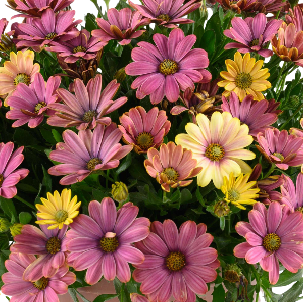 Osteospermum ecklonis 'Osticade Twilight Moon'
