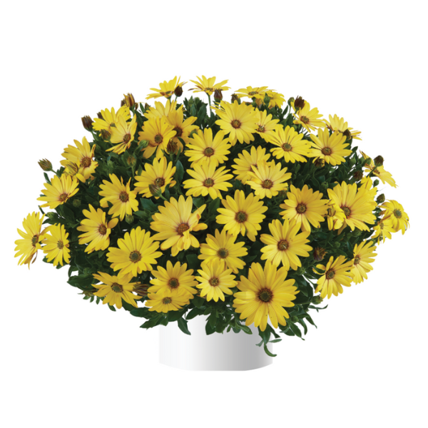 Osteospermum ecklonis 'Osticade Yellow'