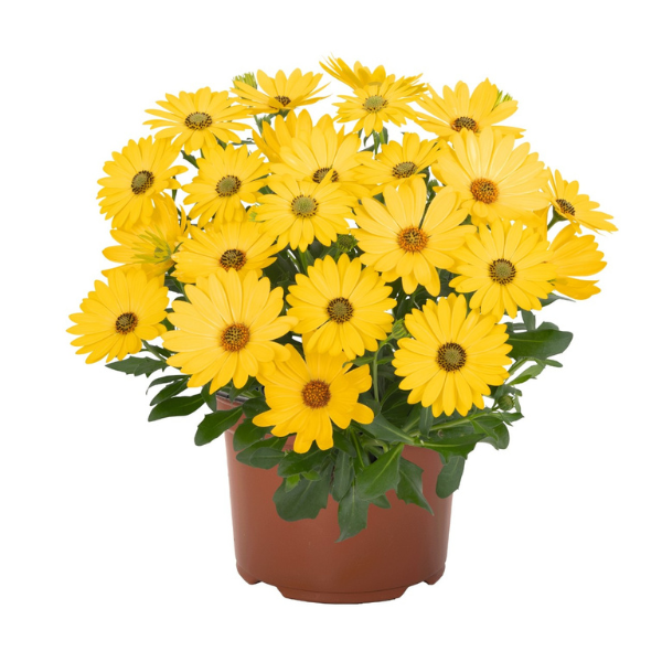 Osteospermum ecklonis 'Margarita Golden Yellow'